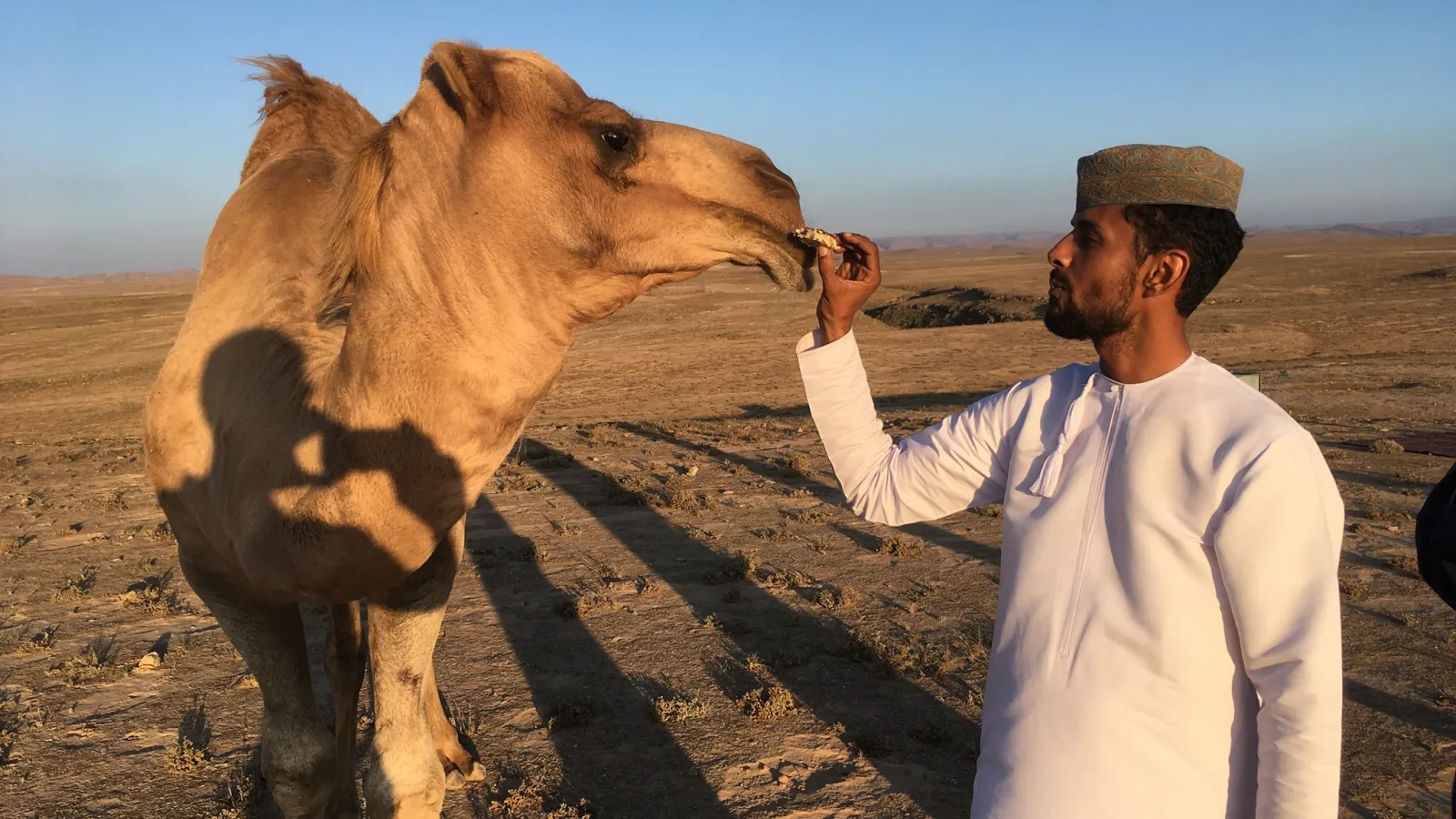 Camel culture.