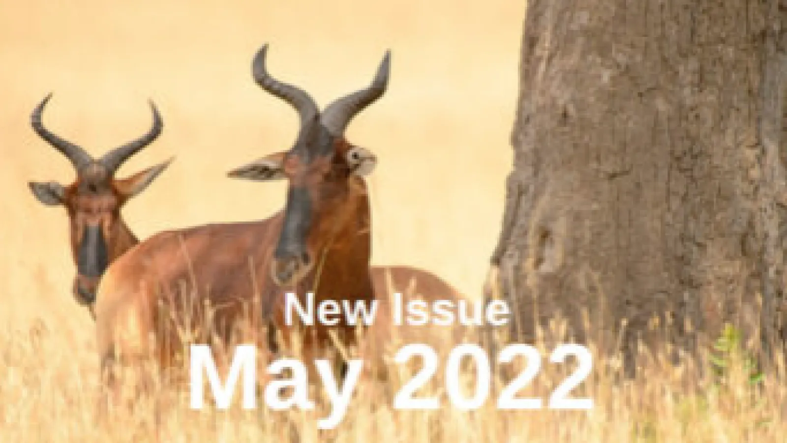 Oryx cover May 2022 issue.
