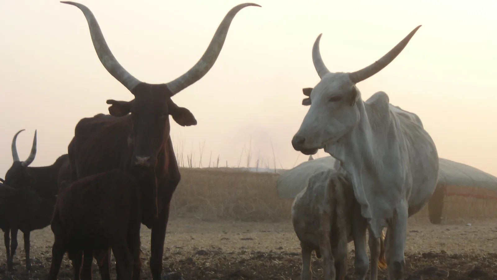 Suwa cattle.