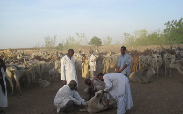 Veterinarian takes a look at infected cattle